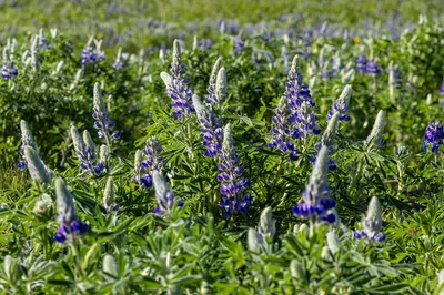 Field of lupines
