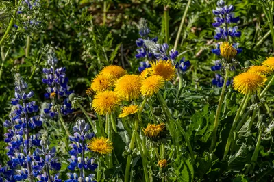 Blooming Dandelions